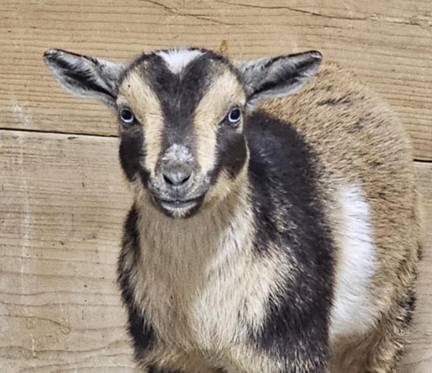 Life With Goats: The Goat Ladies at J & J Second Chance Small Holdings